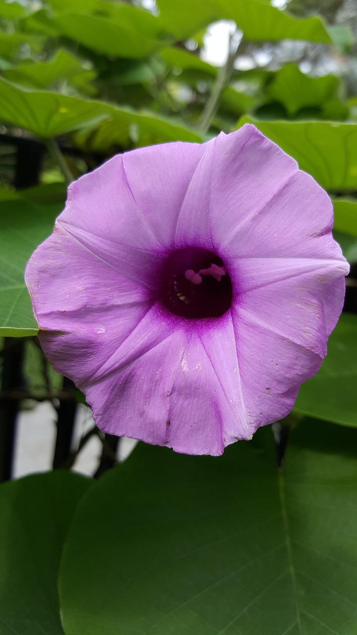 purple flower nature free photo