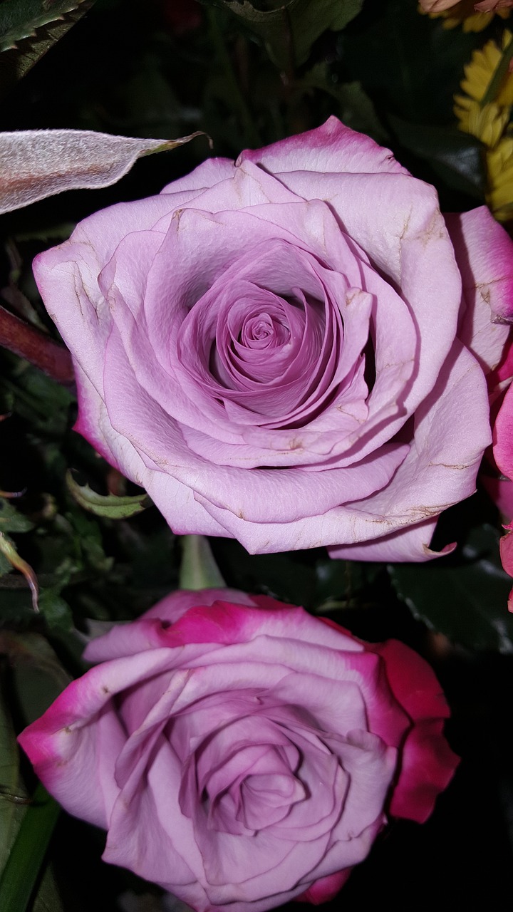 purple rose pink free photo