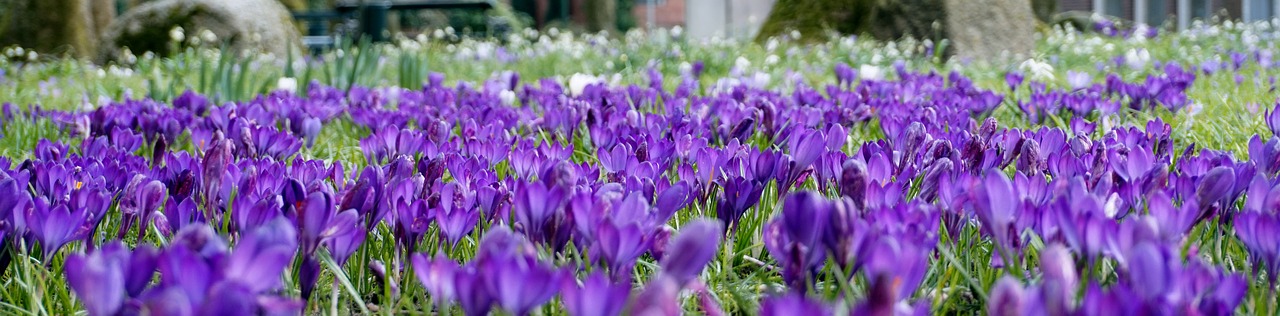 purple spring flower free photo