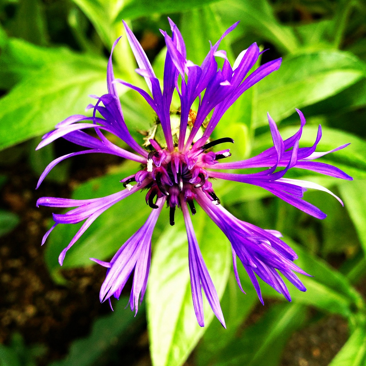 purple spider flower free photo