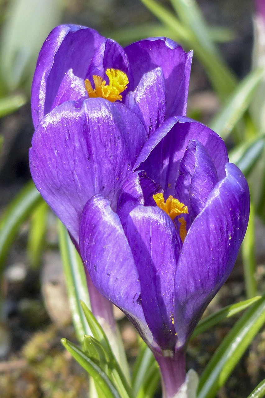 purple crocus blossom free photo