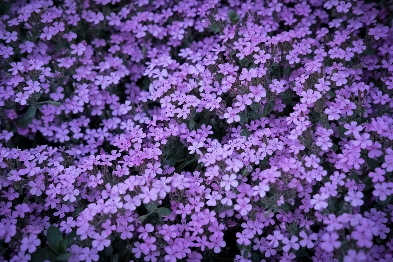 purple  spring  sea of flowers free photo