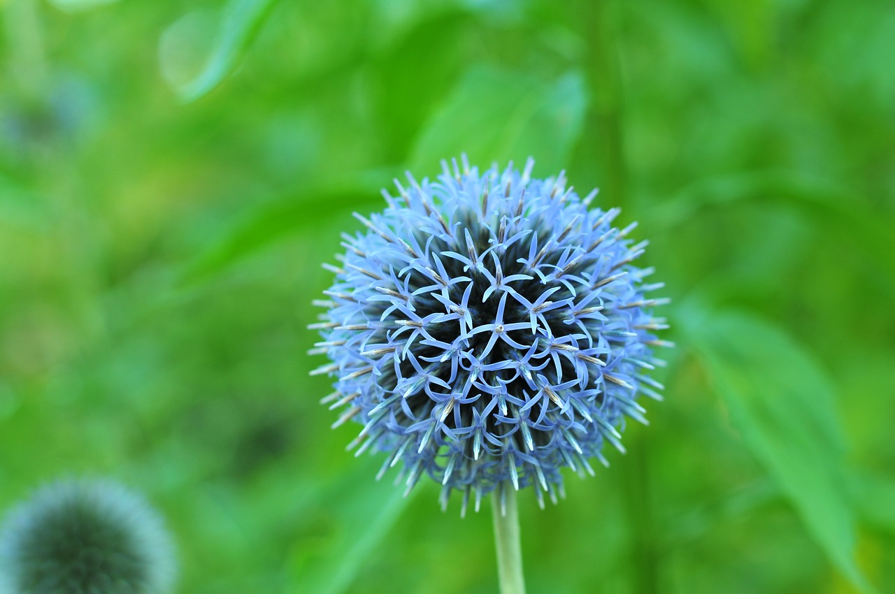 purple  violet  round free photo