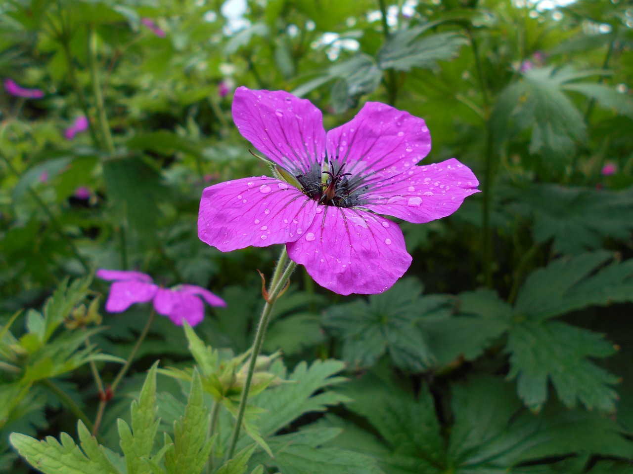 purple  flower  plant free photo