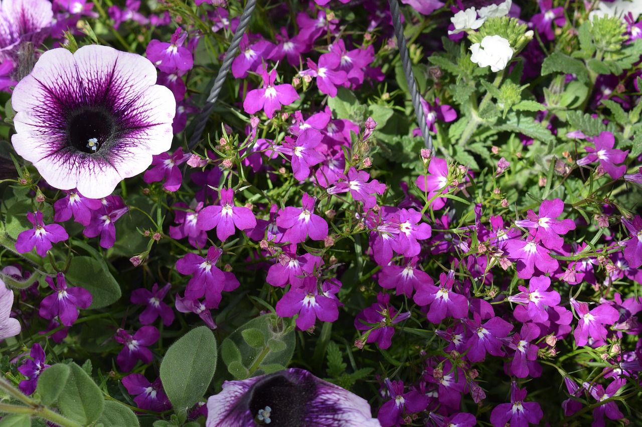 purple  flower  flowers free photo