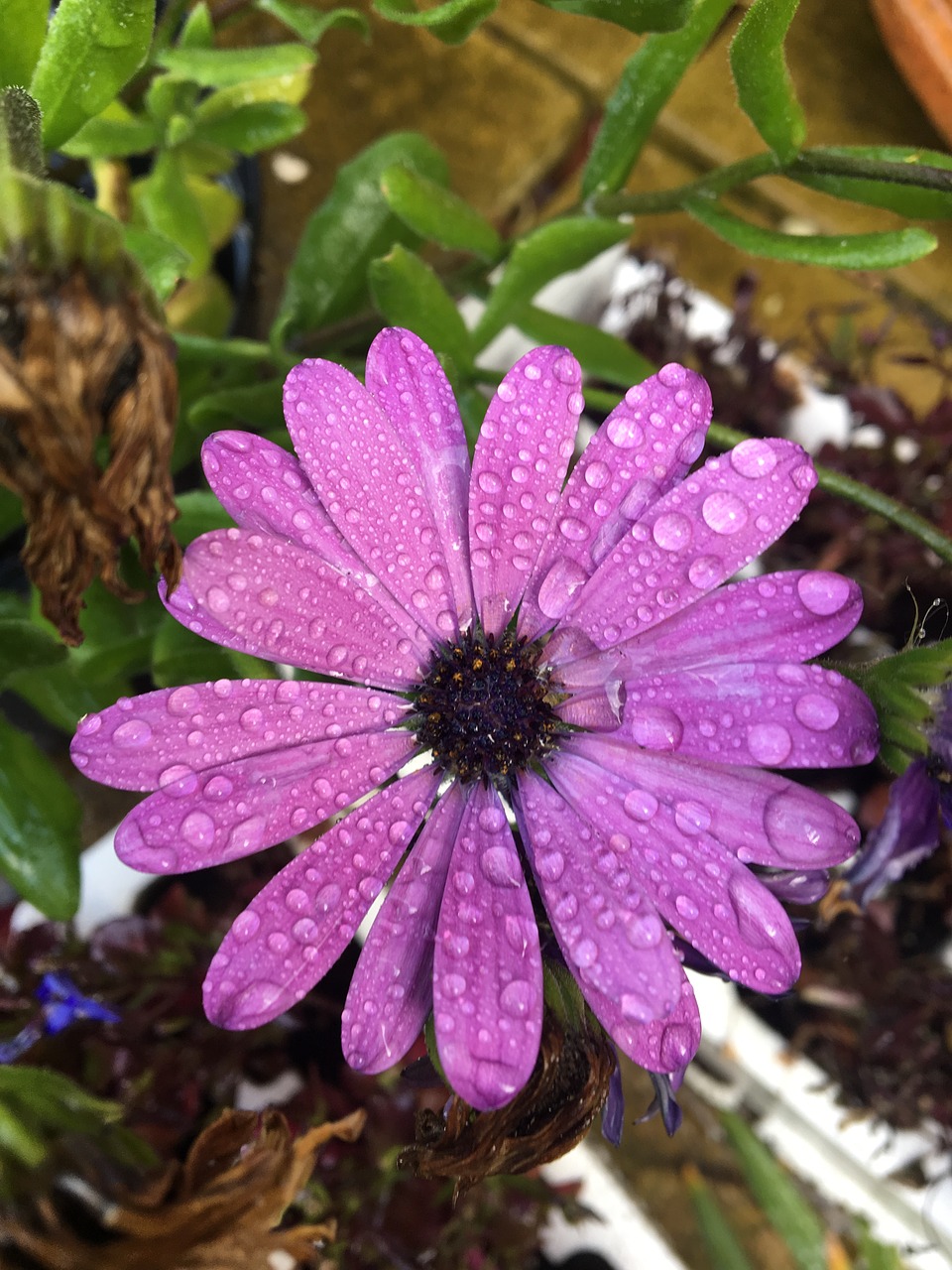 purple  wet  drops free photo