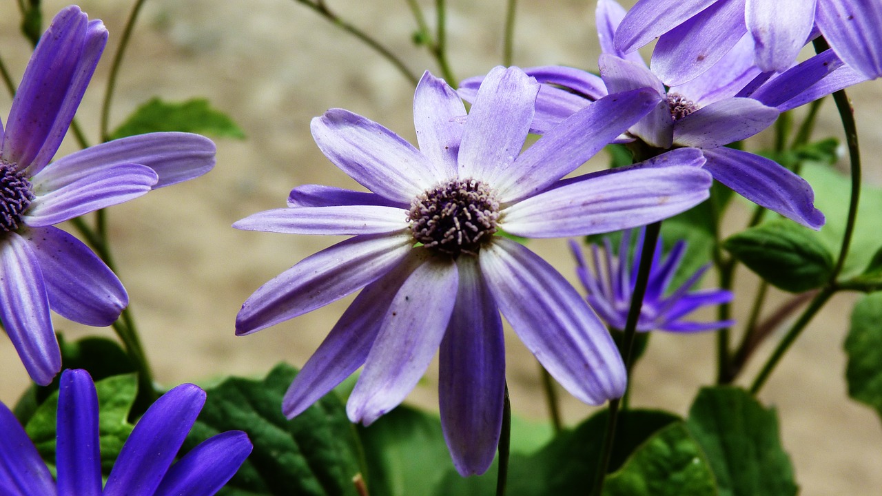 purple  flower  nature free photo