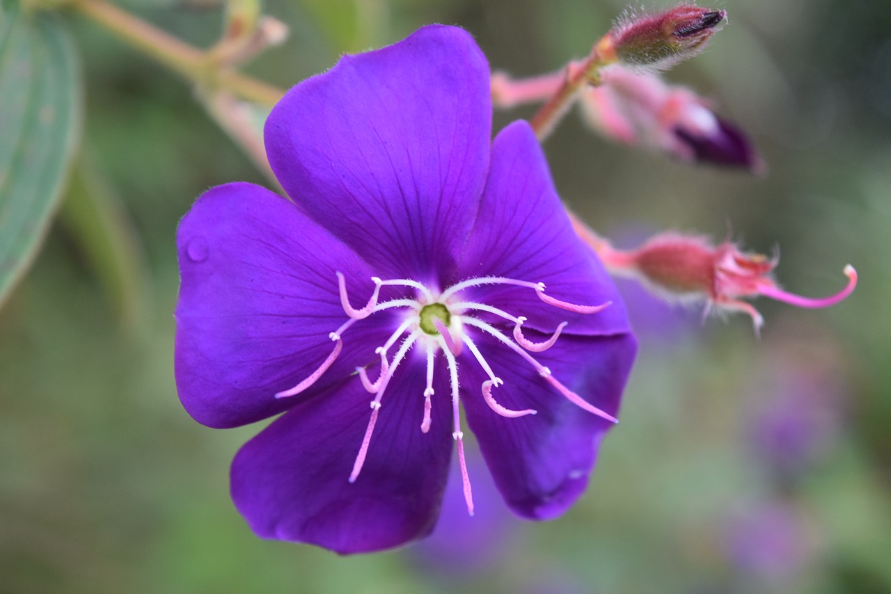 purple  flower  blossom free photo