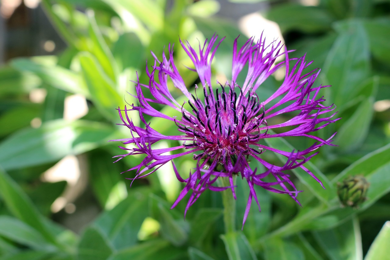 purple  flower  green free photo