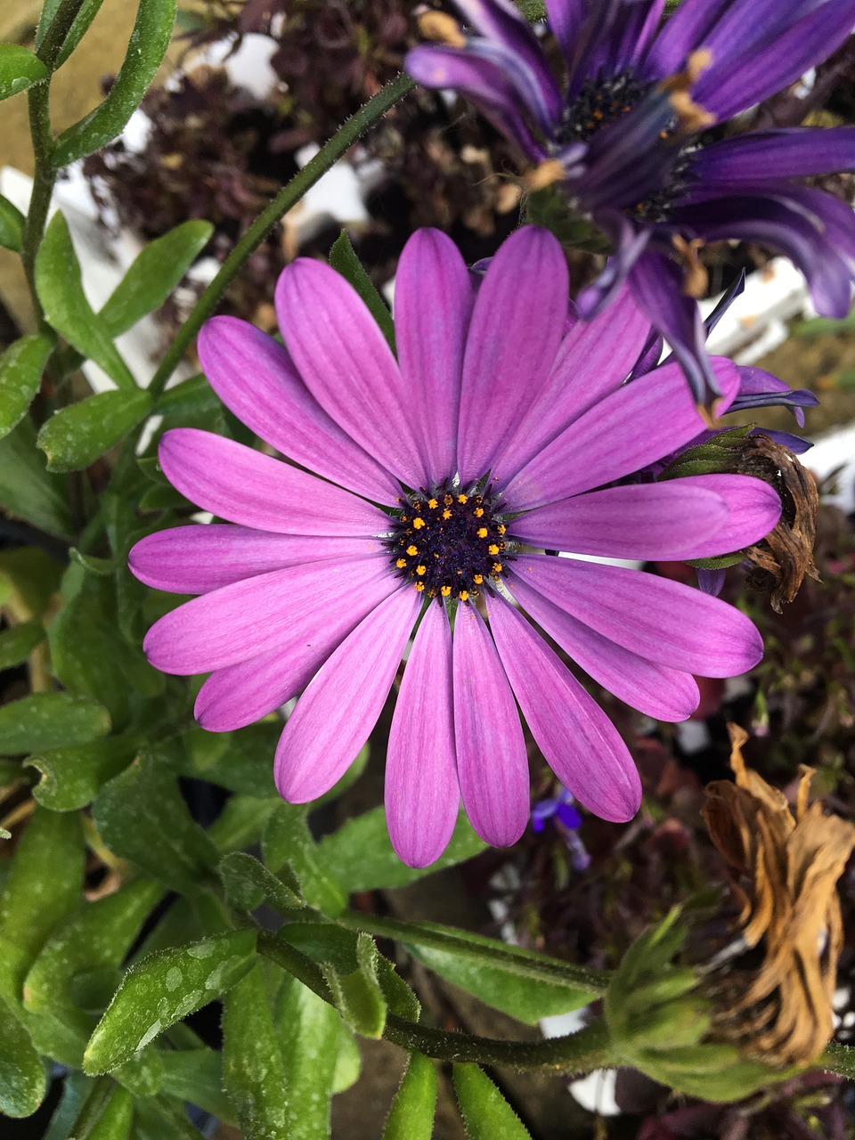 purple  leaves  petals free photo