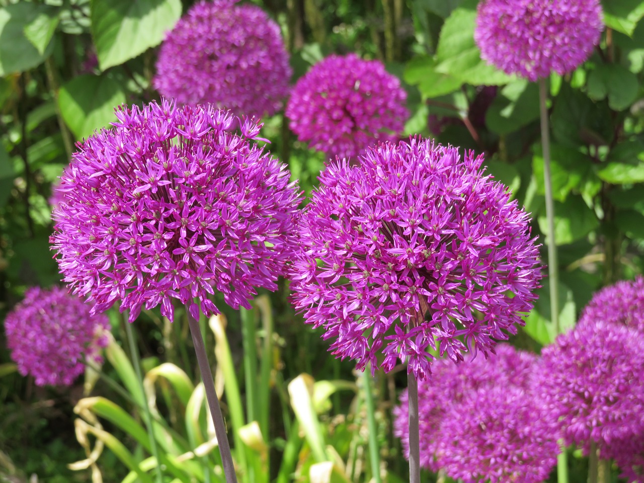 purple  flower  allium free photo