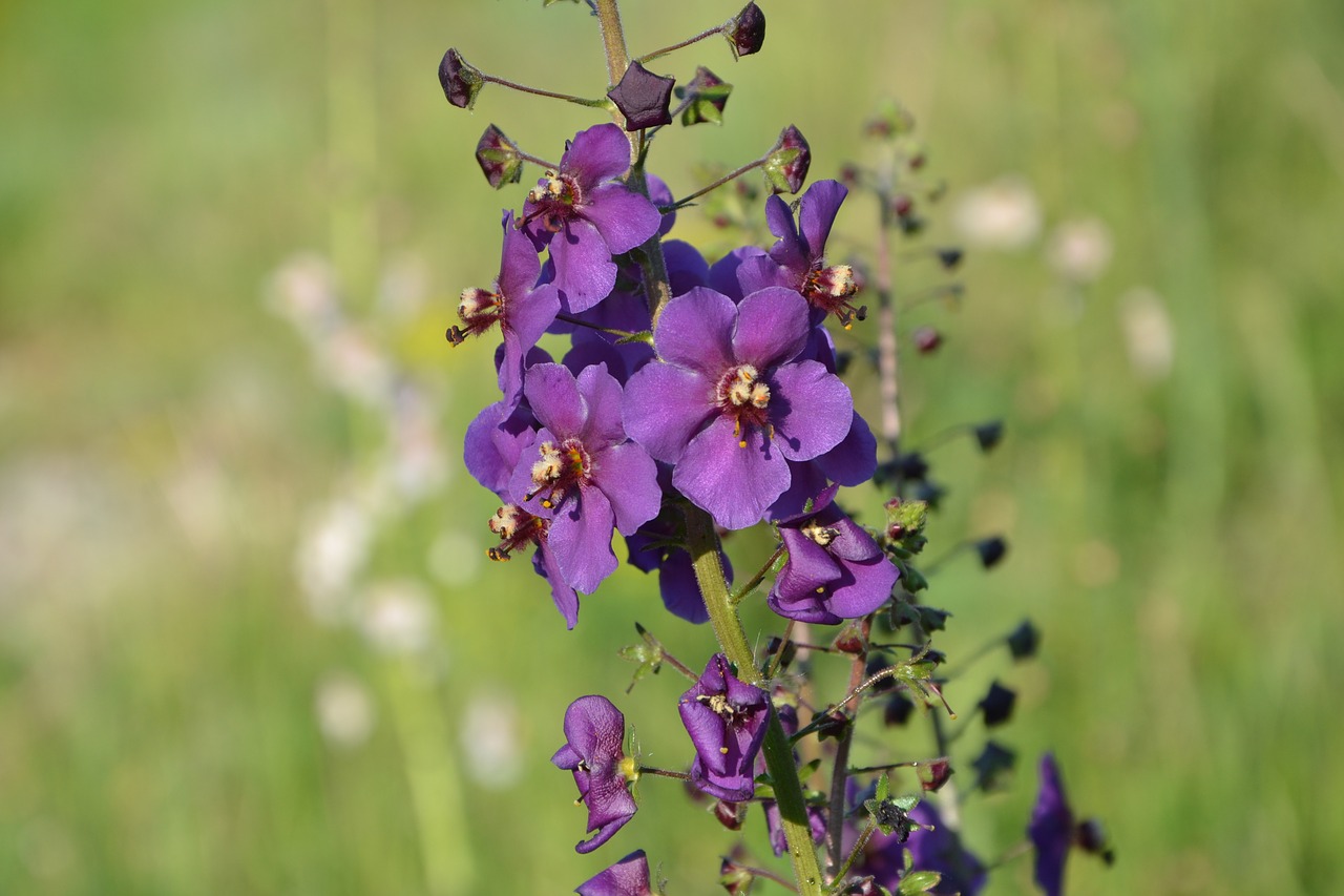 purple  flower  nature free photo