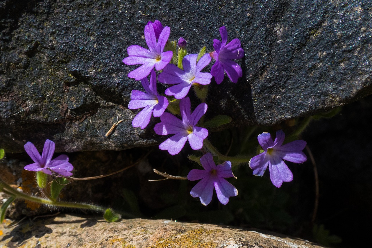 purple  stone  flower free photo