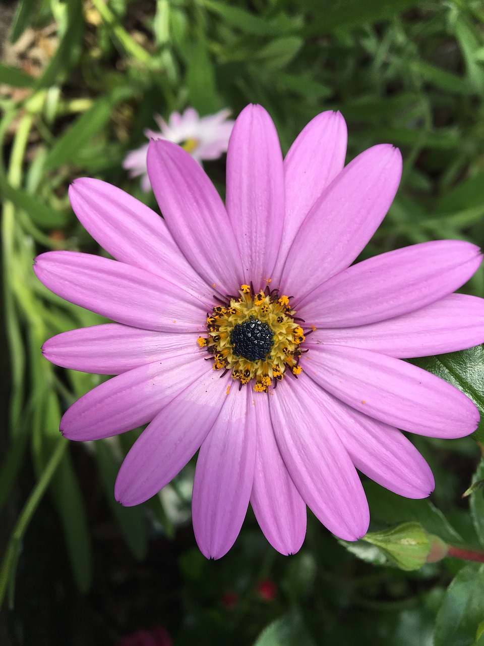 purple  daisy  petals free photo