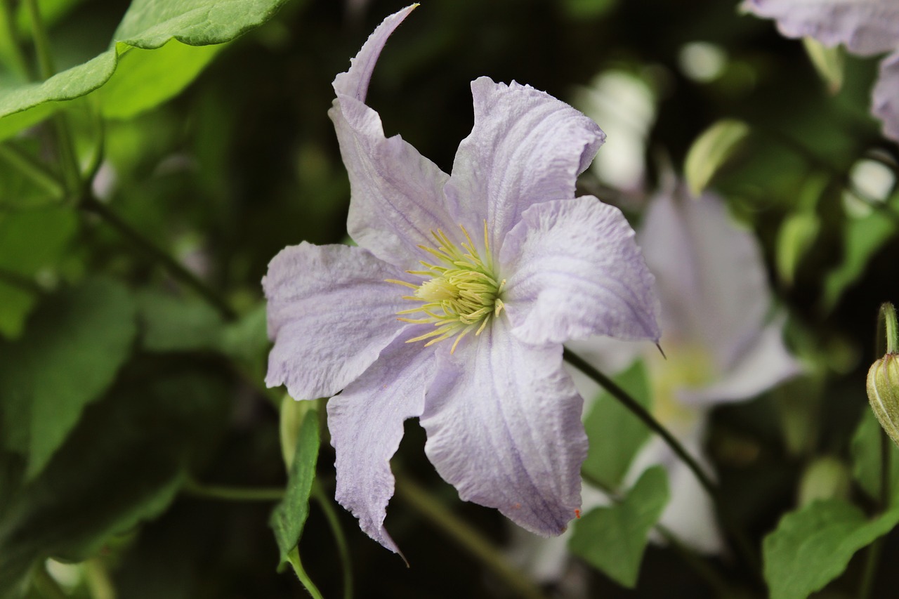 purple  leaves  plant free photo