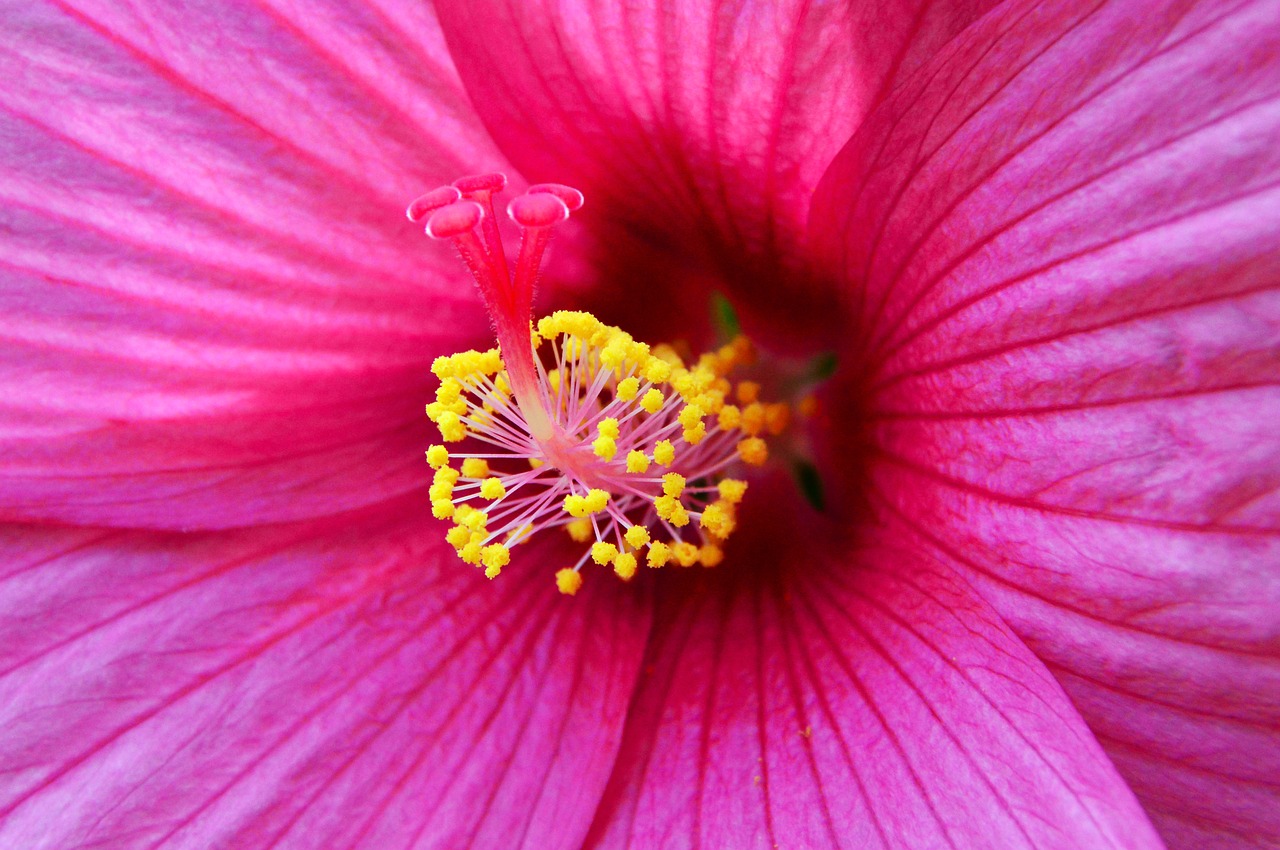 purple  pink  hibiscus free photo