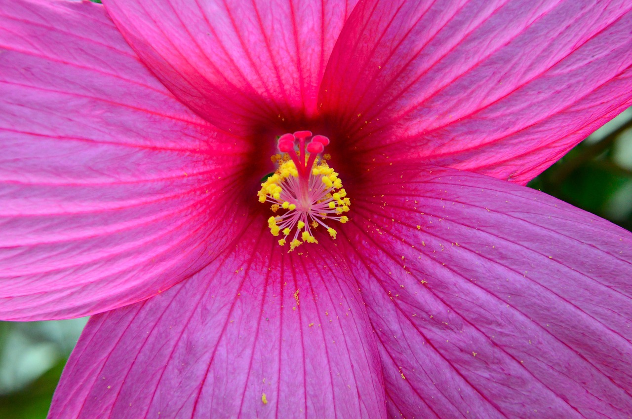 purple  pink  hibiscus free photo