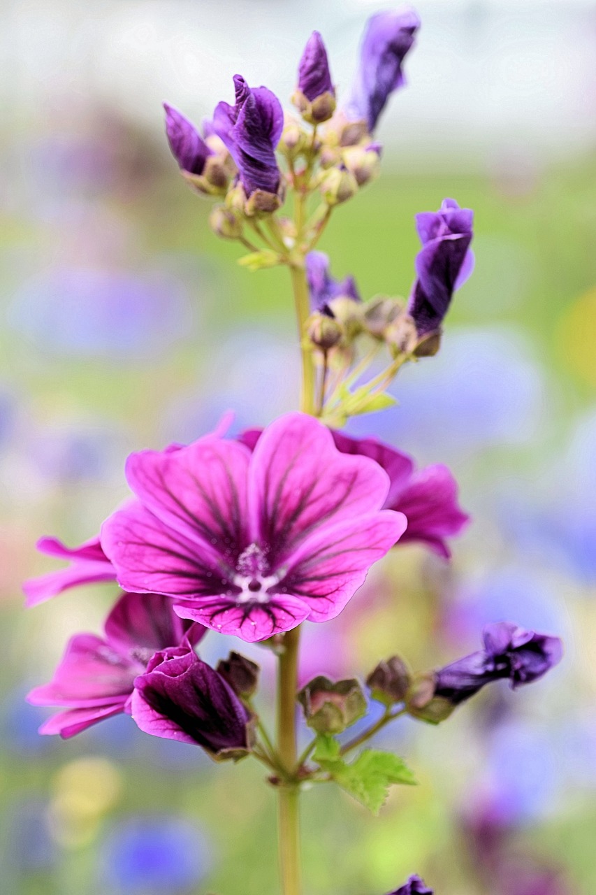 purple  flower  plant free photo