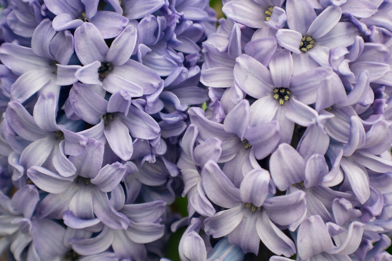 purple  flowers  hyacinth free photo