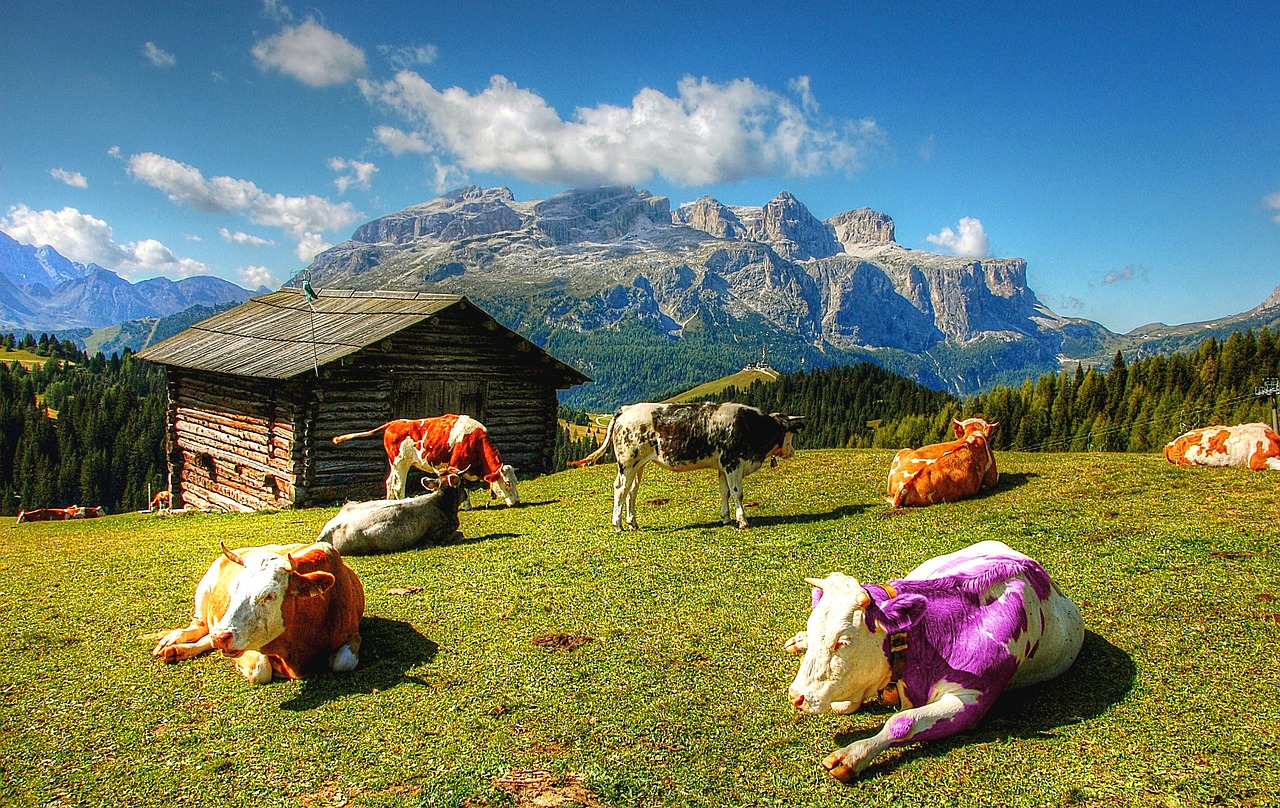 purple  cow  animals free photo