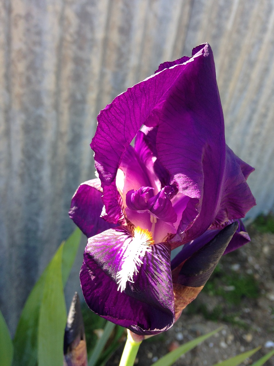 purple  iris  blossom free photo