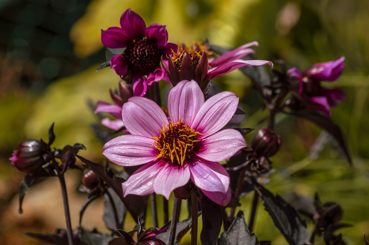 purple  flower  plant free photo