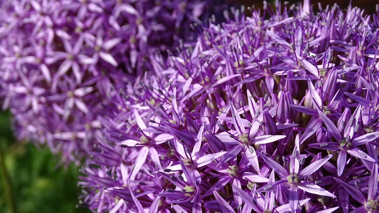 purple  flowers  bloom free photo