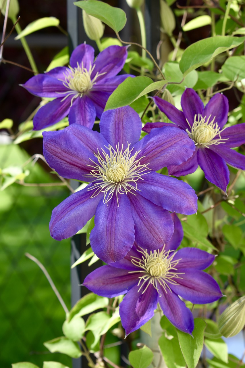 purple  flower  bloom free photo