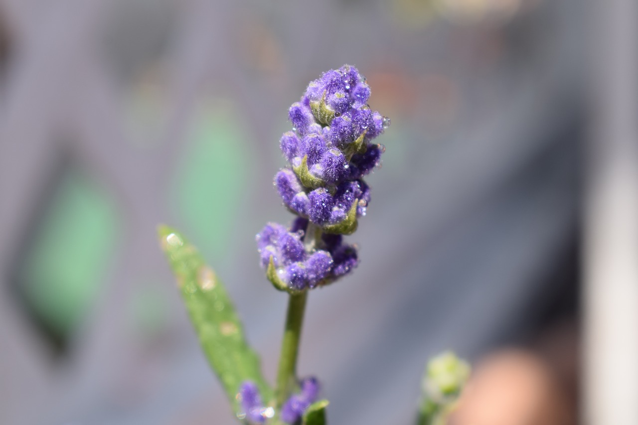 purple  blossom  bloom free photo