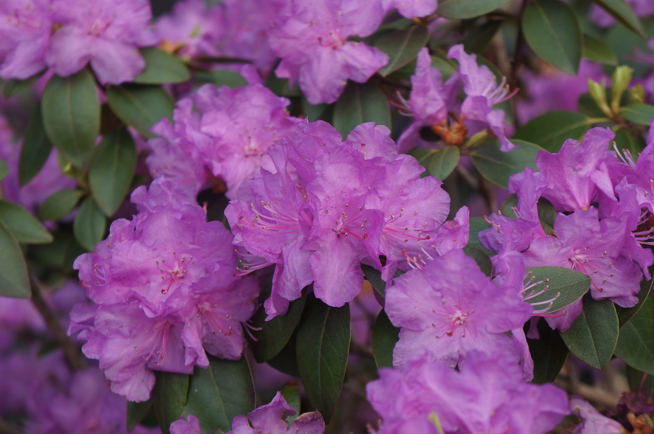 purple flower purple flower free photo