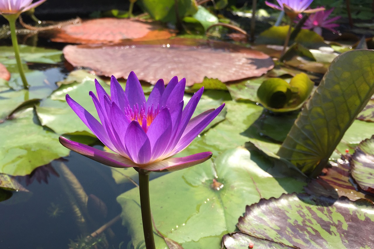 purple  magenta  lotus flower free photo