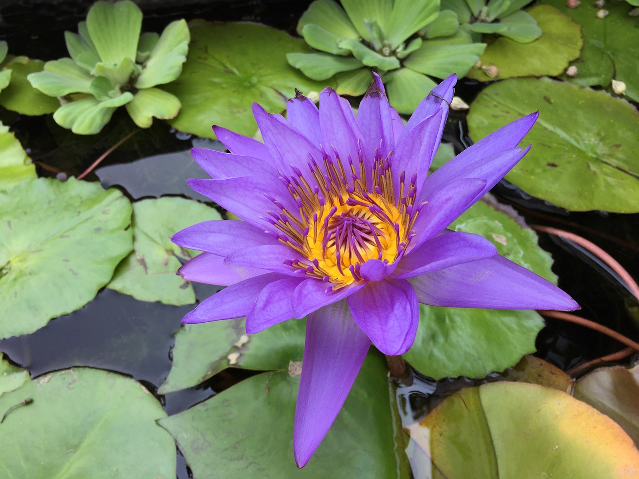purple  magenta  lotus flower free photo
