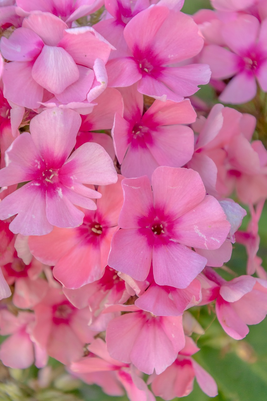 purple  flowers  garden free photo