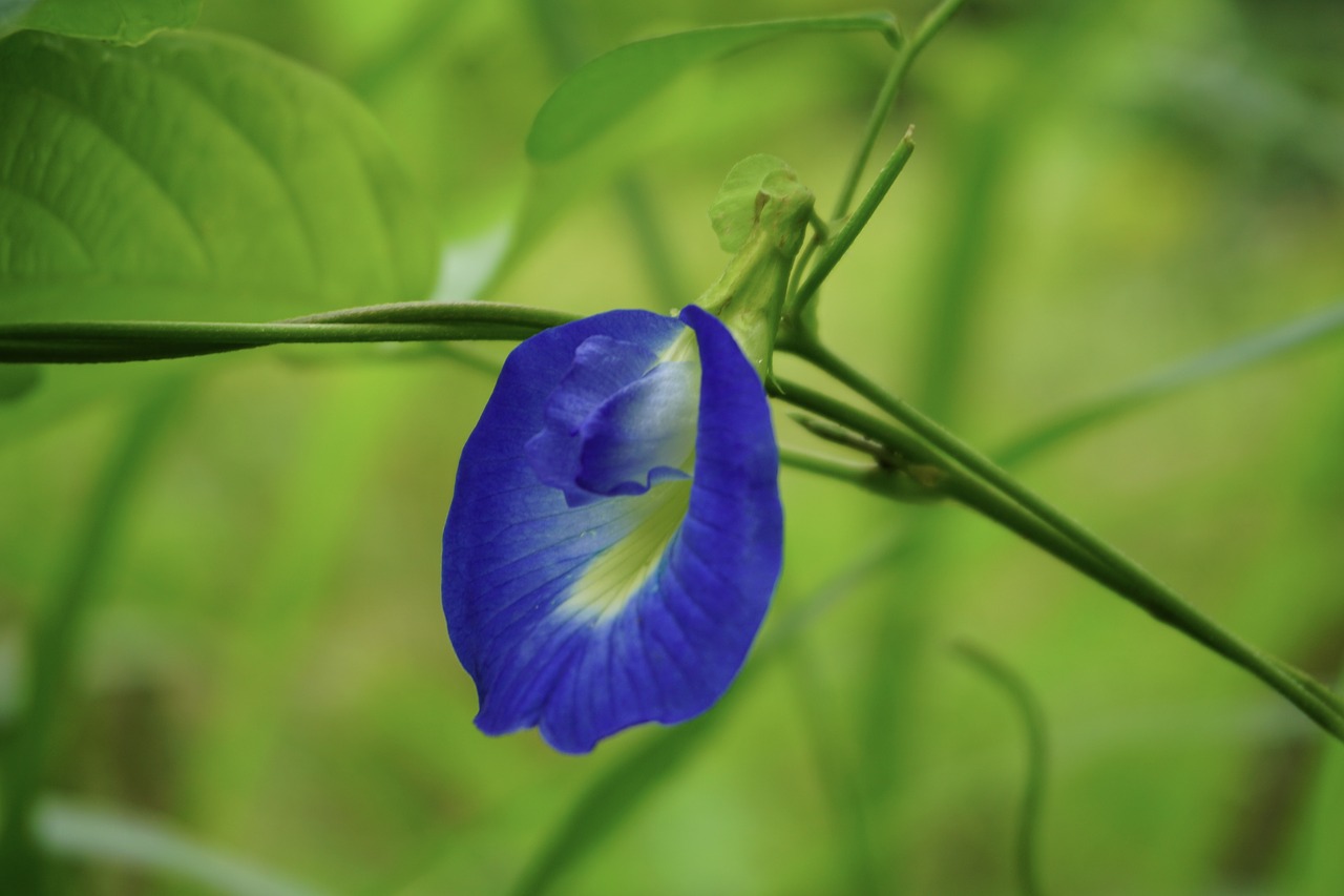 purple  flower  single free photo