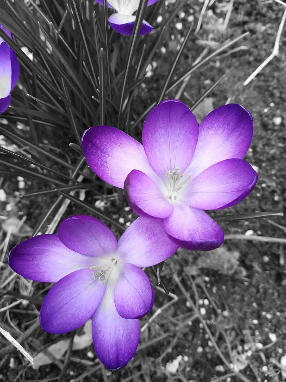 purple  flower  spring free photo