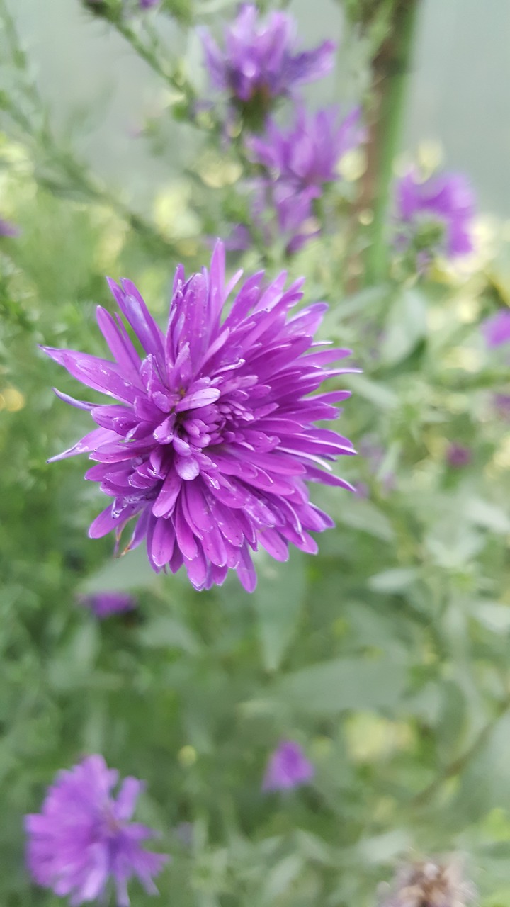 purple  bloom  nature free photo