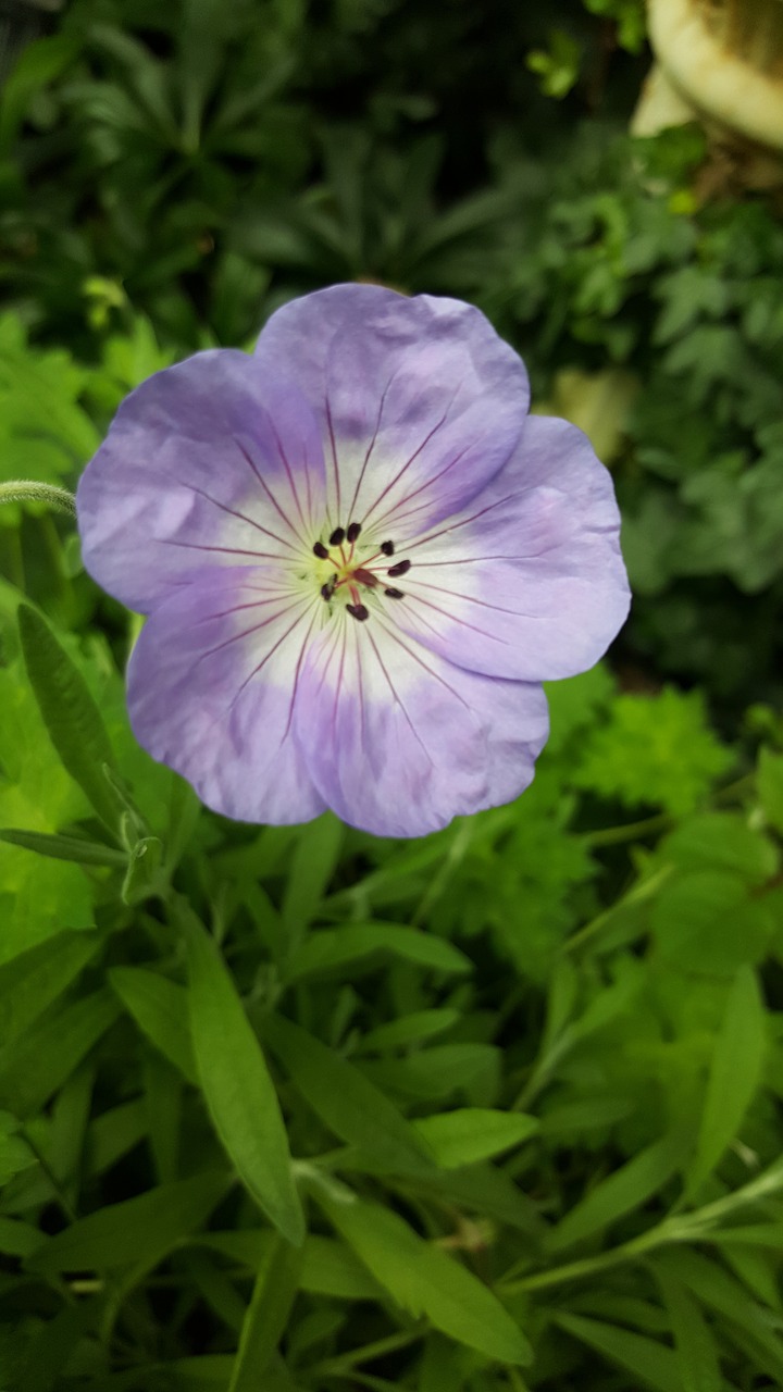 purple  nature  plant free photo