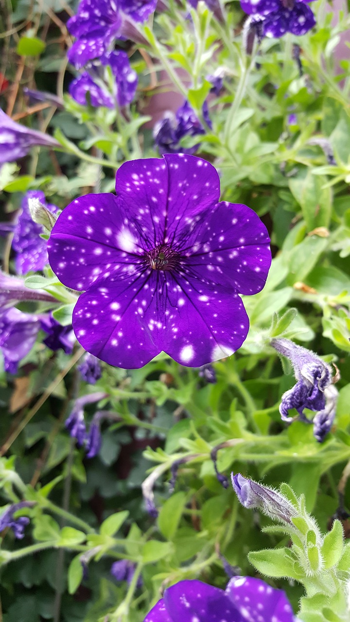 purple  flowers  dot free photo