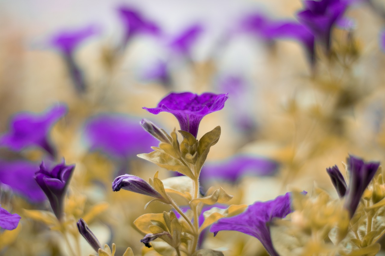 purple  garden  flowers free photo