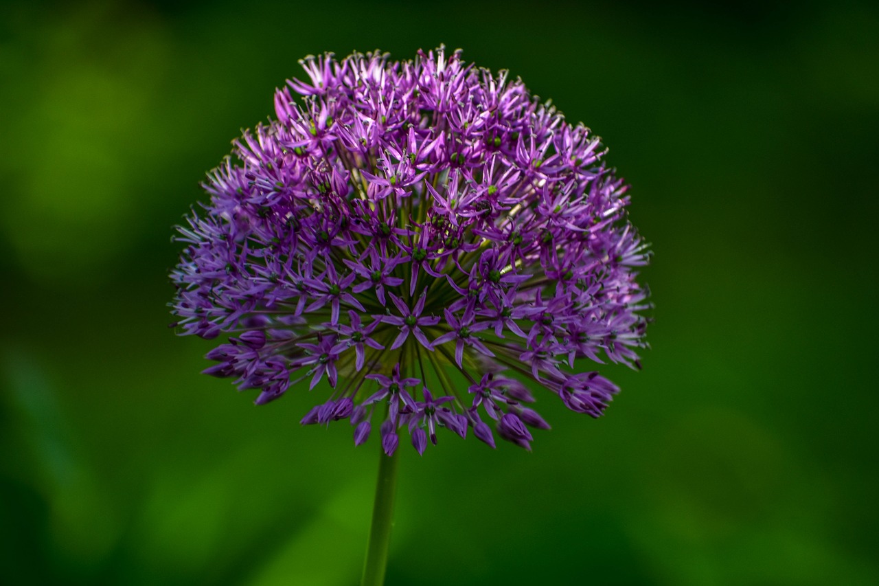 purple  green  flower free photo