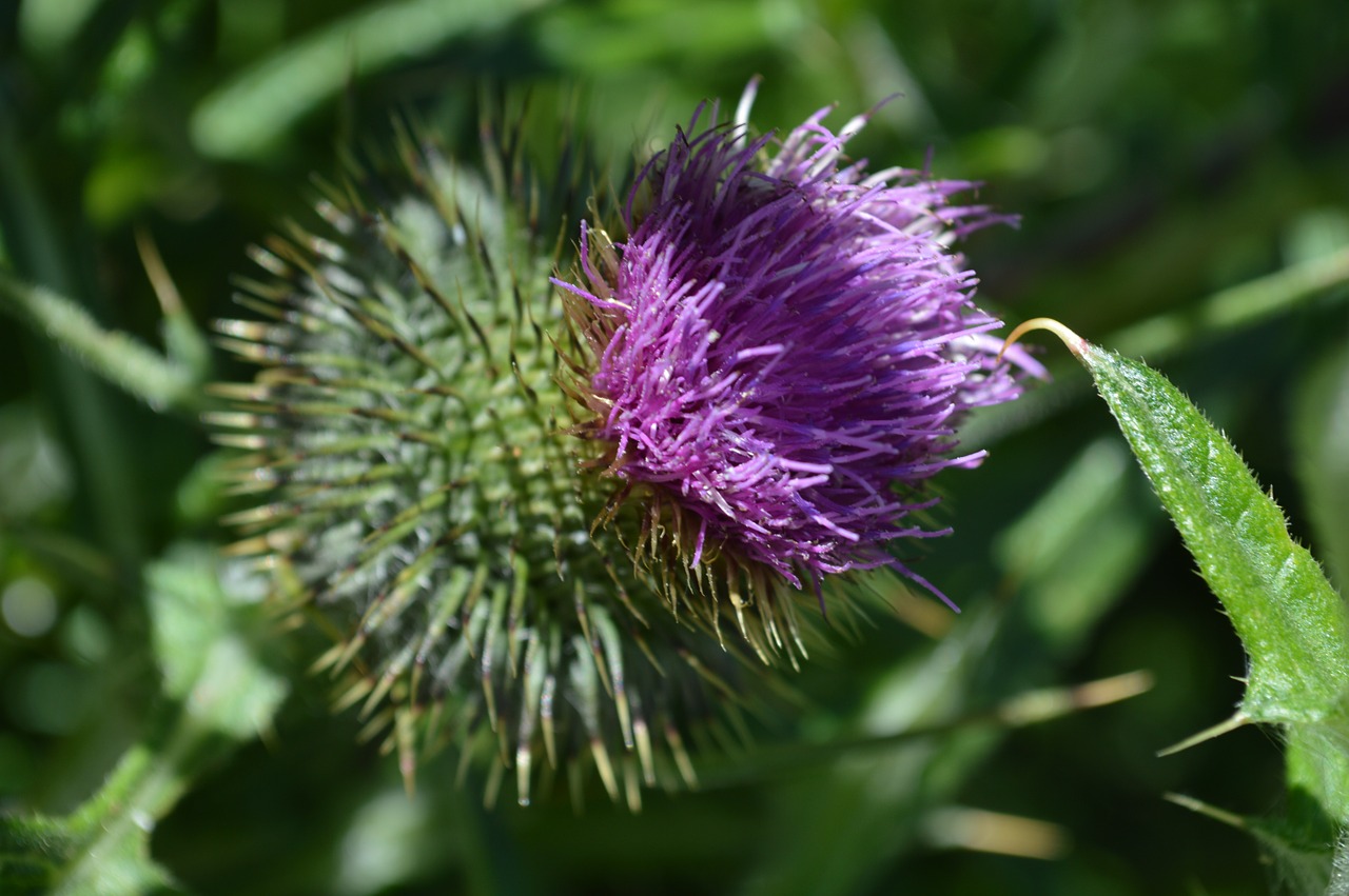 purple thistle bloom free photo