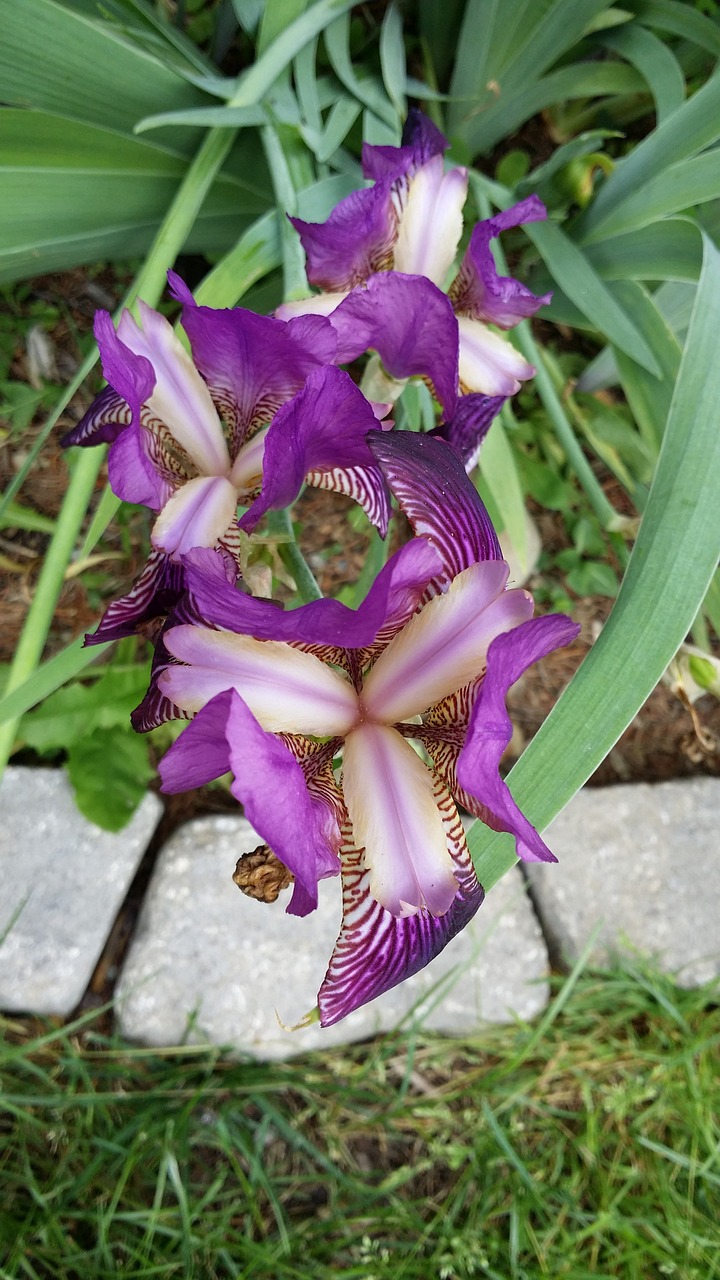 purple flower plant free photo