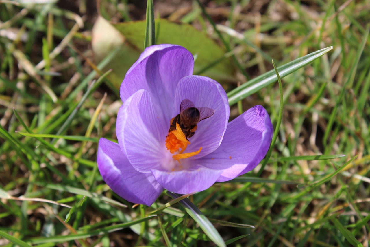 purple  crocus  bee free photo