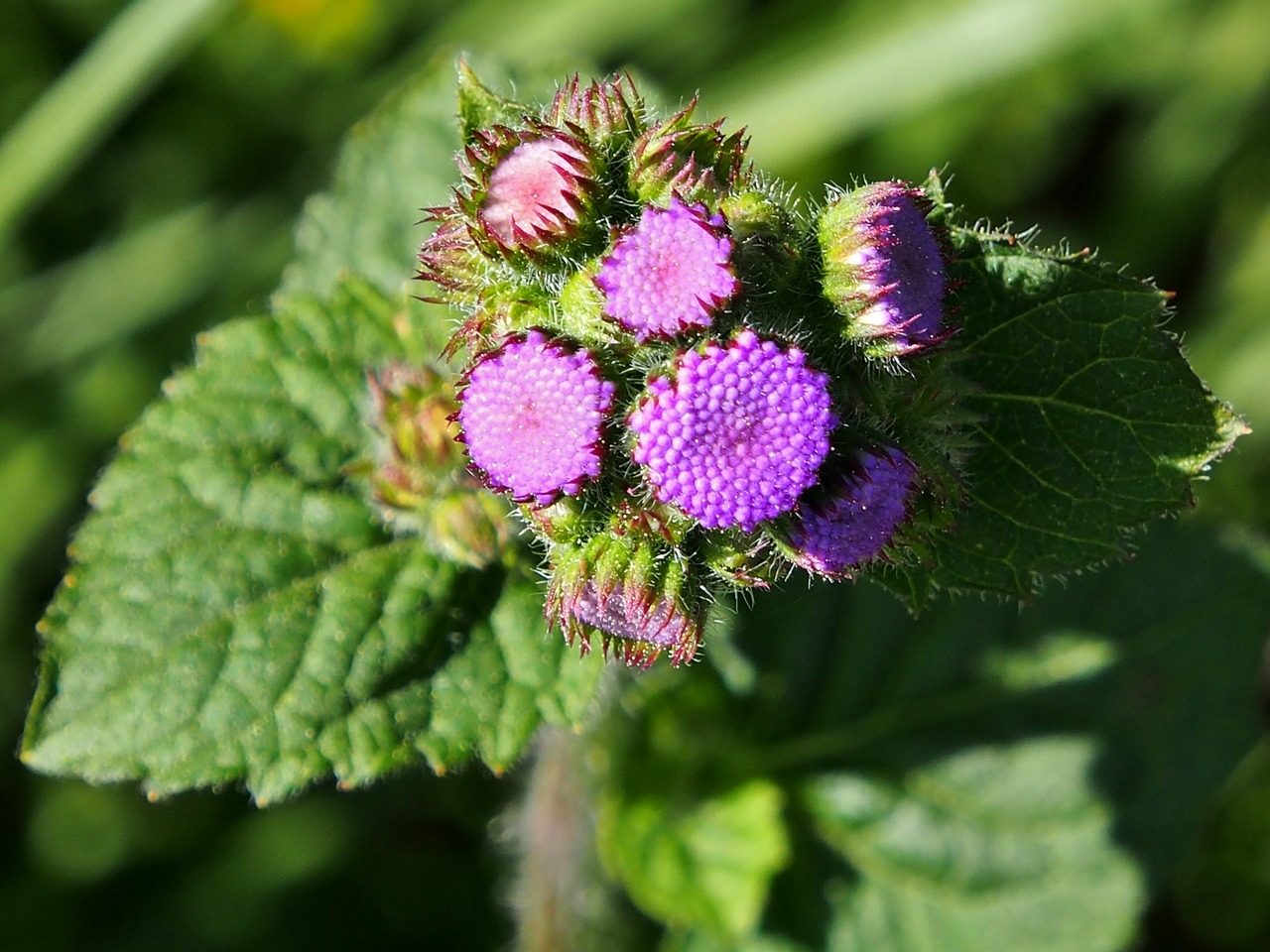 purple  garden  nature free photo