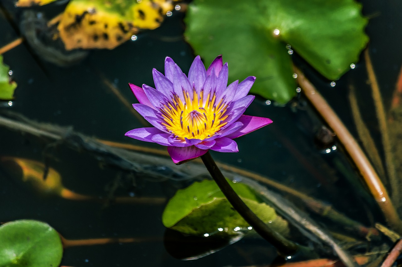 purple  lotus  flower free photo