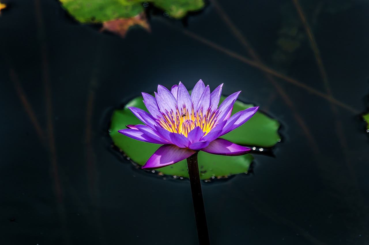 purple  lotus  flower free photo