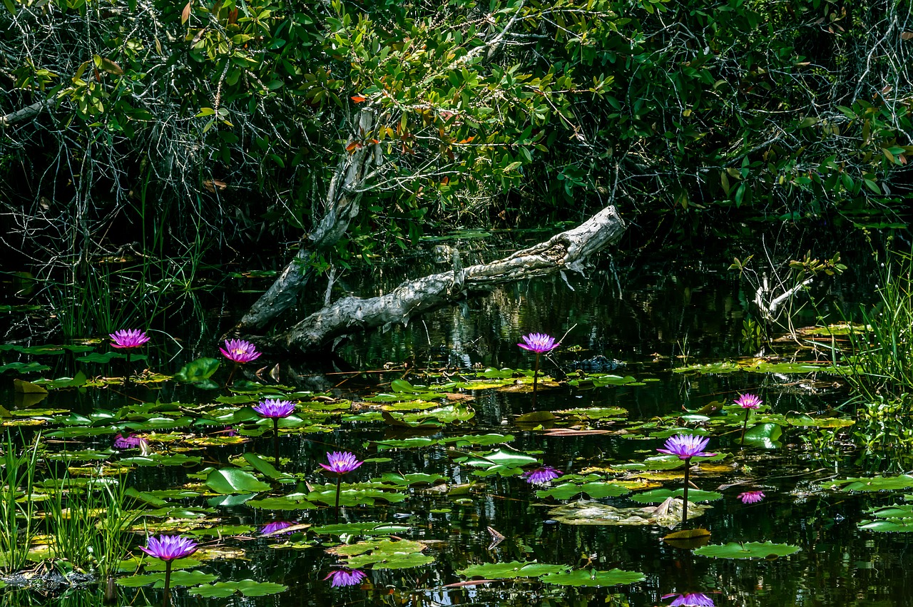 purple  lotus  flower free photo