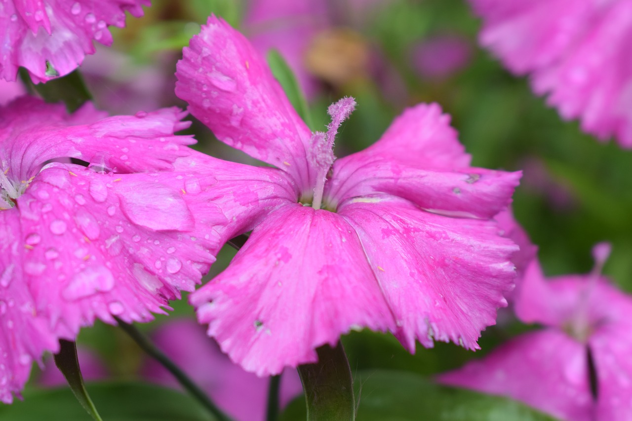 purple  flower  macro free photo