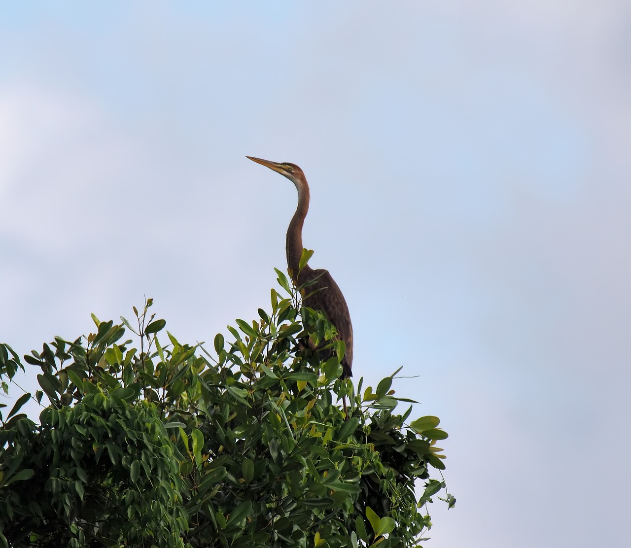 purple  heron  bird free photo