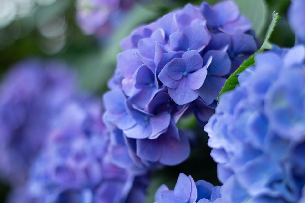 purple  hydrangea  flower free photo